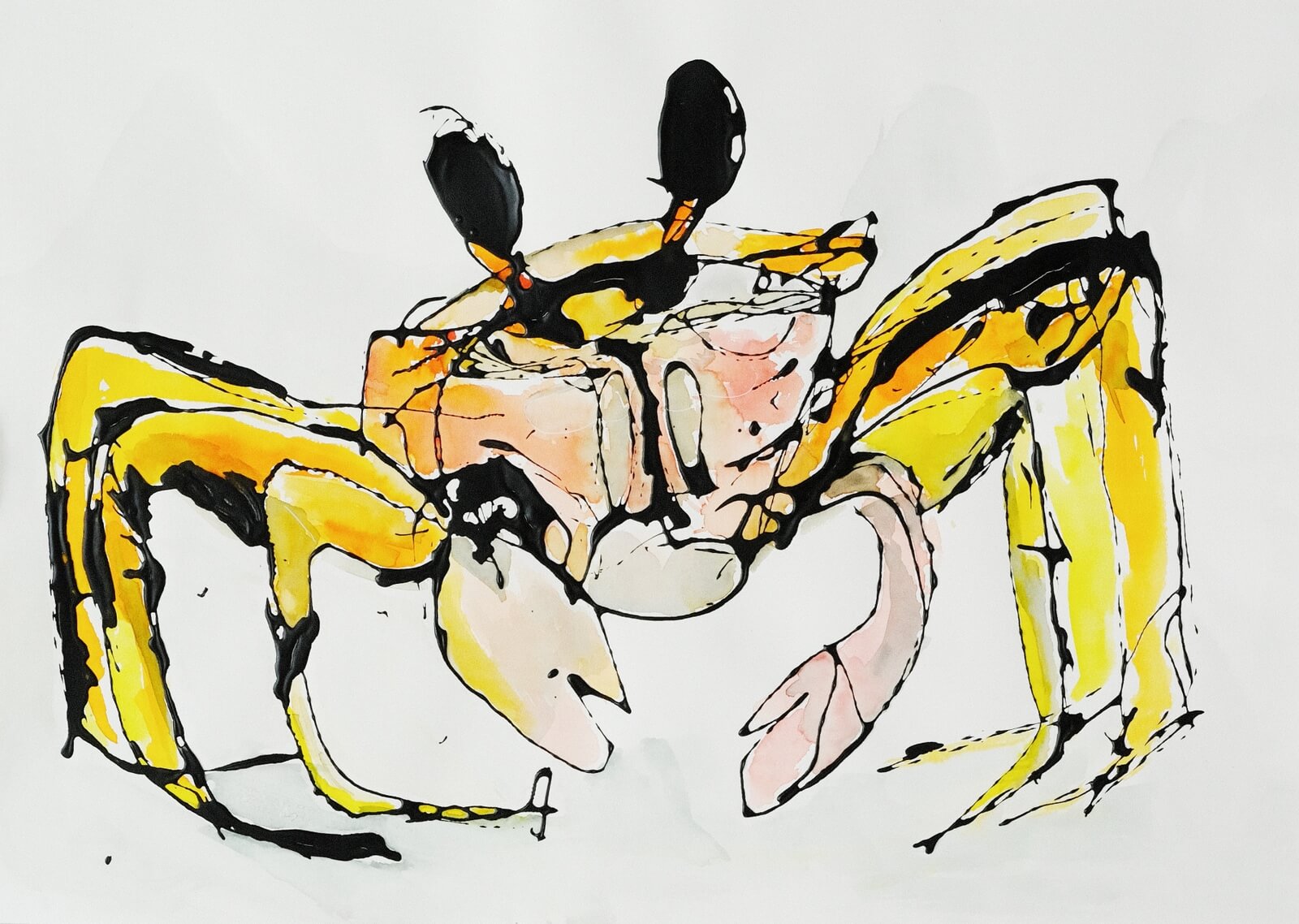 Obraz dripping Coloured crab 59 x 42 cm